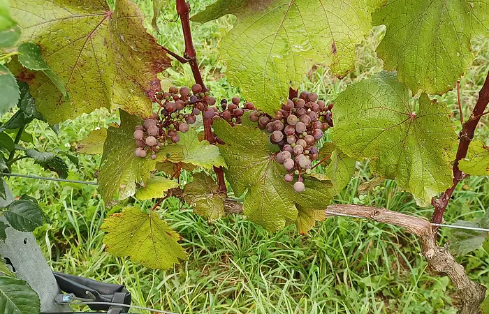 Rote Trauben, die an einem Weinstock, der mit einem Drahtseil gestützt ist, hängen. Ringsherum sind das grüne Gras des Bodens und die Blätter des Weinstockes sichtbar.