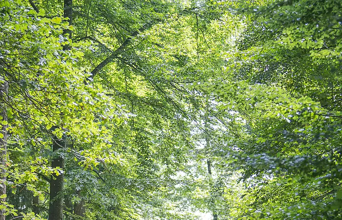 Im Wald bei Wittesheim