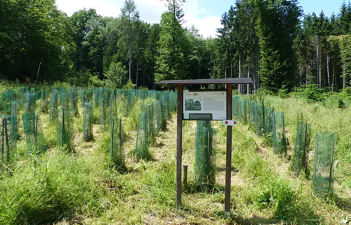 Waldfläche mit jungen Bäumen in grünen Schutzgittern und einem Informationsschild in der Bildmitte. Im Hintergrund blauer Himmel mit Wolken.