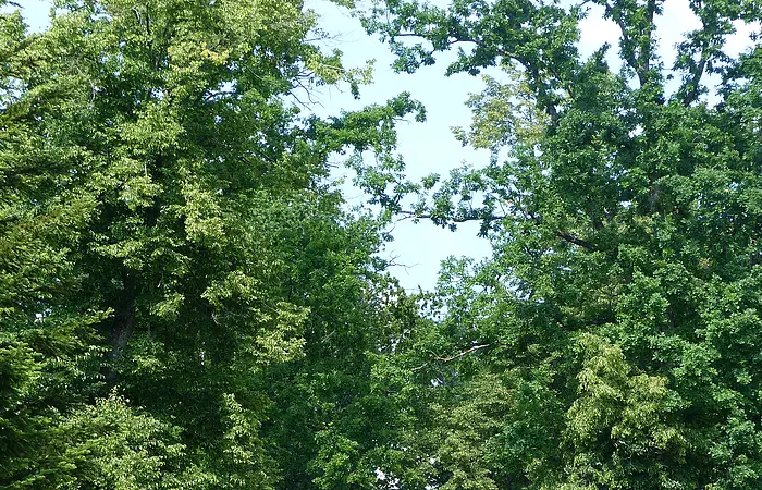 Waldweg mit hohen Bäumen und zwei Radfahrern in der Ferne bei sonnigem Wetter.