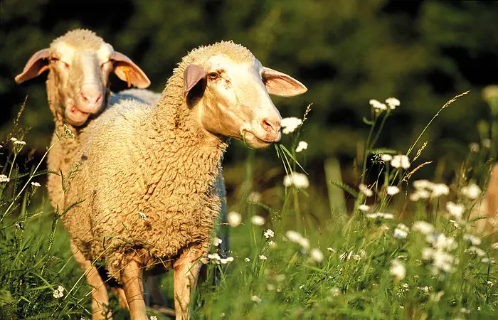 Zwei Schafe stehen auf einer Wiese, eines frisst Gras, im Hintergrund Bäume.