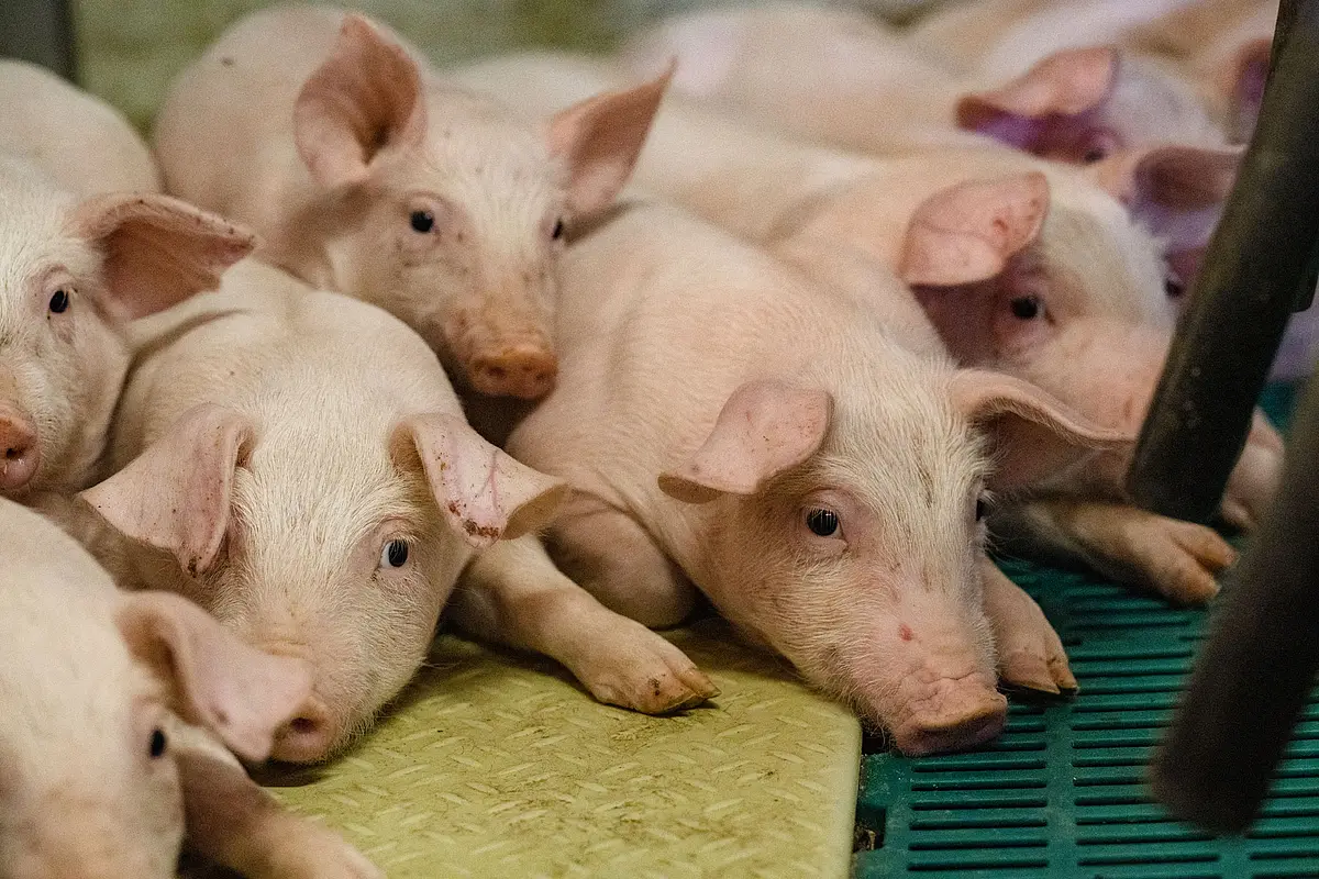 Ferkel auf dem Bergschreinerhof in Wolferstadt Kleine Ferkel kuscheln sich aneinander.