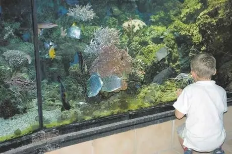 3a-fische 3a-fische