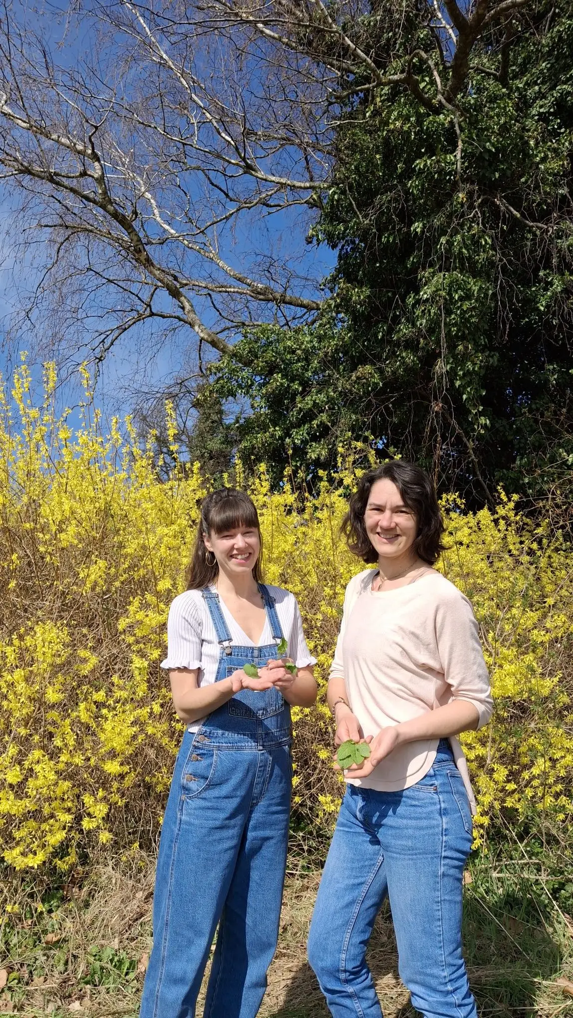 Wildkräuter-Erkundung Die Kräuterpädagoginnen Anna und Antonia präsentieren essbare und heilende Wildkräuter vor einer blühenden Forsythie.