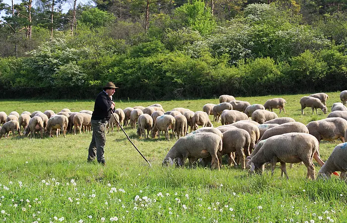 Schäfer Neulinger mit seiner Schafherde auf einer Wiese. Im Hintergrund Bäume und Sträucher.