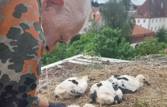 Mann in Tarnjacke hält Jungstorch im Nest mit weiteren Jungstörchen und Häusern im Hintergrund. Storchenberingung am 01.06.2026 im Nest auf dem Oberen Torturm in Monheim
