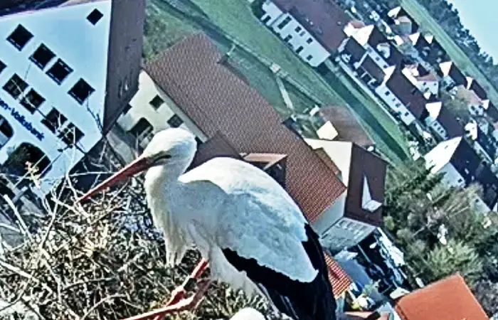 Zwei Störche in einem Nest auf einem Gebäude, im Hintergrund eine Stadtlandschaft mit grünen Flächen.