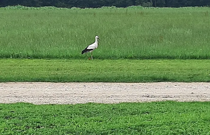 Weißer Storch steht auf einer grünen Wiese hinter einem hellen Feldweg, im Hintergrund Bäume.