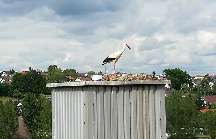Ein Storch steht auf einem Nest auf einem hohen, metallischen Gebäude. Im Hintergrund sind Bäume, blauer Himmel und Häuser zu sehen.