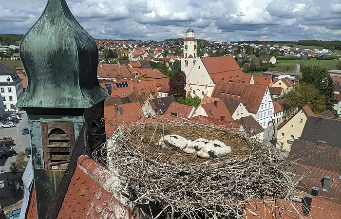 Storchennest mit drei Jungstörchen auf einem roten Dach mit einem schwarzen Turm daneben, über einer Stadt mit weiteren Häusern mit roten Dächern und einer Kirche im Hintergrund, bei bewölktem Himmel.