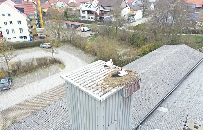 Zwei Störche in und an einem Nest auf einem hohen Sägespanbunker, mit einer Kleinstadt mit Häusern, Straßen, Bäumen und Parkplätzen im Hintergrund.