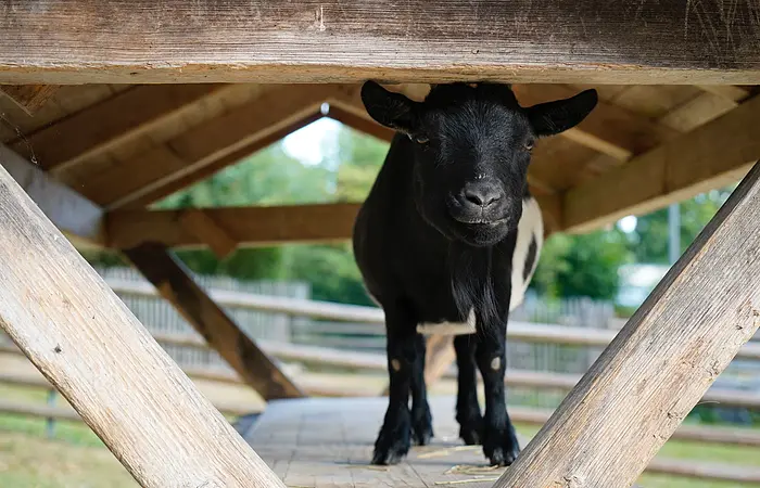 Schwarze Ziege steht auf Holztisch unter Holzüberdachung mit Zaun und Bäumen im Hintergrund.