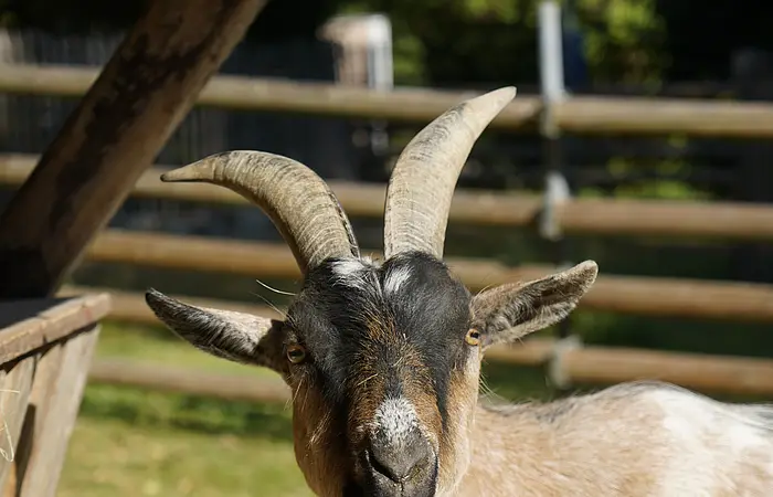 Ziegenbock mit zwei Hörnern und Bart steht vor einem Holzzaun im Freien.