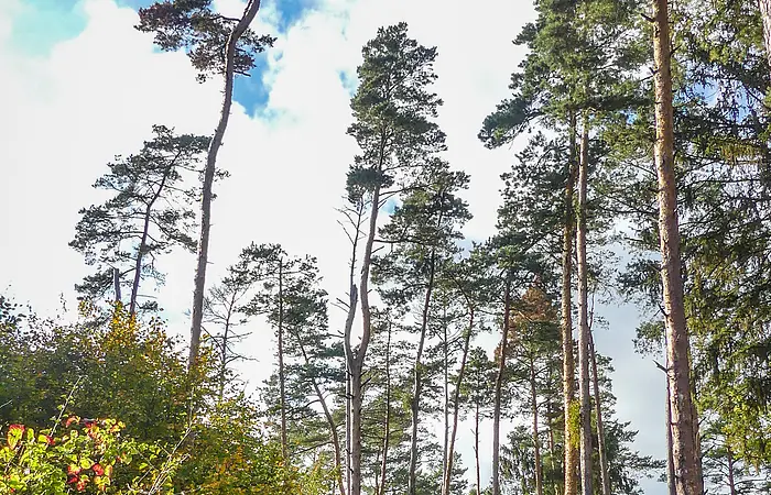 Ein Person läuft auf einem Pfad durch den Wald am Reisberg, im Hintergrund ragen lange Kiefern in die Höhe