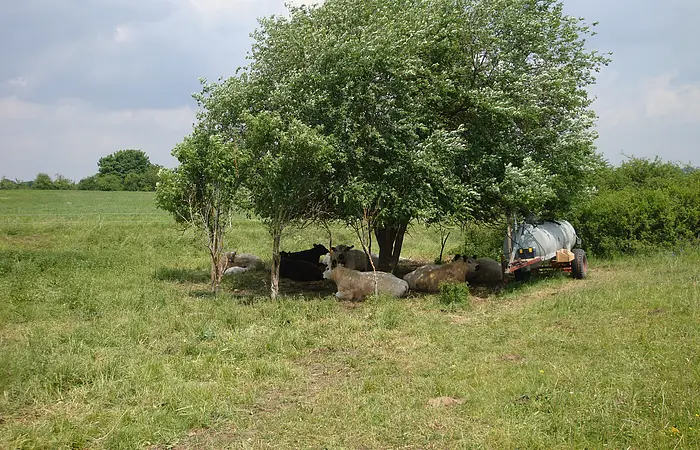 Rinder liegen im Schatten eines großen Baums auf einer grünen Wiese neben einem Wasserfass auf einem Anhänger.