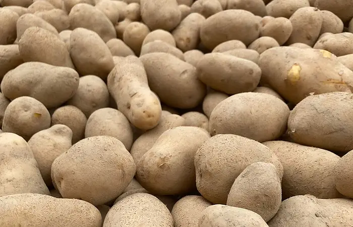 Nahaufnahme von vielen ungewaschenen Kartoffeln in einer Holzkiste.