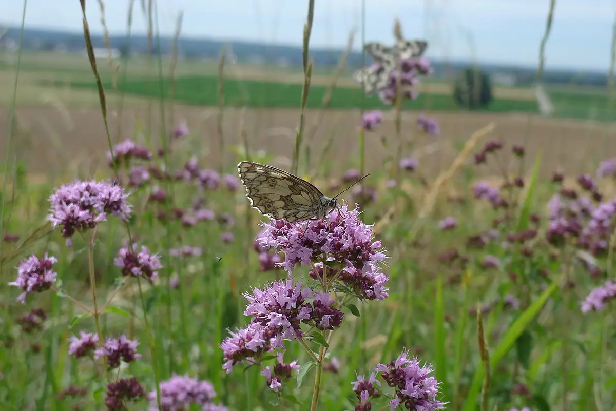 Schachbrettfalter auf Blumenwiese bei den Mauerner Höhlen Ein Schachbrettfalter sitzt auf einer lilafarbenen Blüte mitten auf einer Blumenwiese.