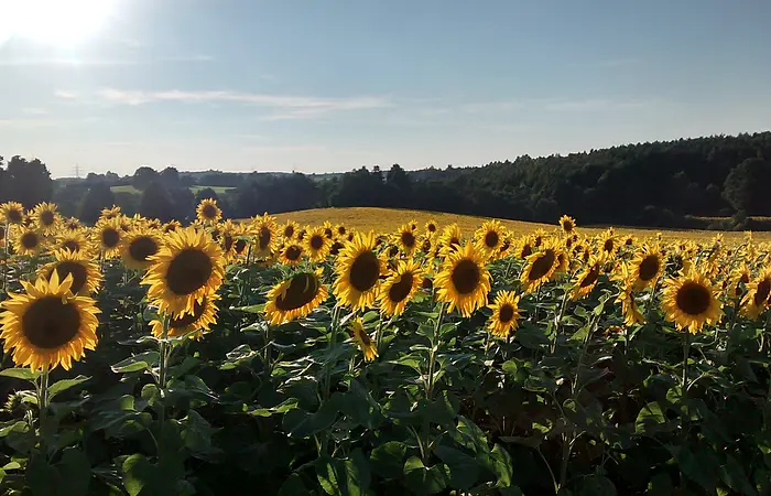 Ein ganzes Feld voller Sonnenblumen erstrahlt im Sommer bei Böhmfeld