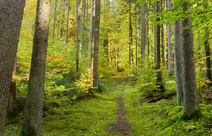 herbstlicher Waldweg bei Pfünz