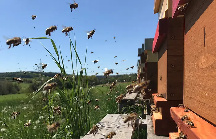 Bienen beim Einflug in den Stock