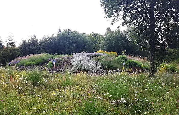 Wiese mit Wildblumen und Kräutern, im Hintergrund Sträucher und ein großer Baum rechts im Bild.
