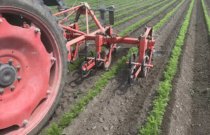Teilbild Traktor auf Gemüsefeld