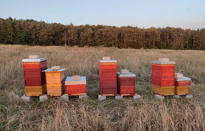 Sechs bunte Bienenstöcke stehen auf Betonplatten in einem Feld mit hohem Gras vor einem Wald.