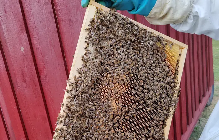 Imker mit blauen Handschuhen hält einen mit Bienen besetzten Wabenrahmen vor einem roten Holzgebäude.