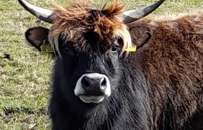 Rind auf Weide