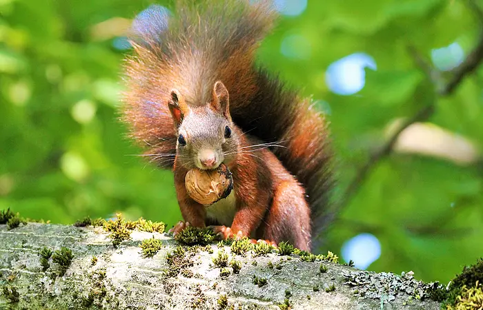 Eichhörnchen sitzt auf Baumstamm und hält eine Walnuss vor grünem Hintergrund.