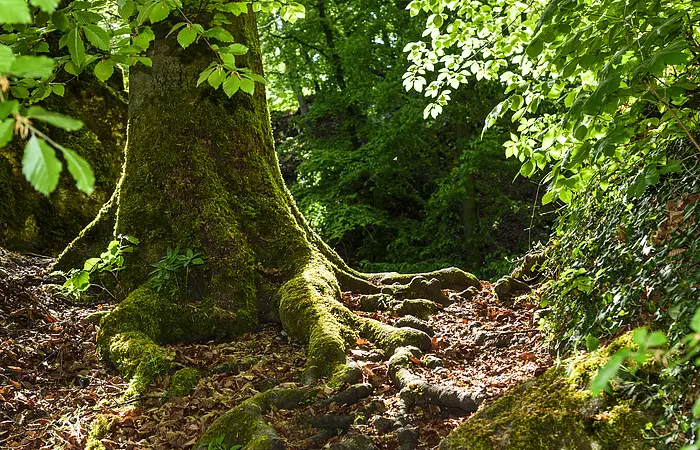 Baumstamm mit großen, moosbedeckten Wurzeln im Wald auf mit Blättern bedecktem Boden.