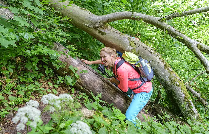 Frau mit Rucksack klettert über umgestürzten Baumstamm im grünen Wald mit weißen Blüten im Vordergrund.