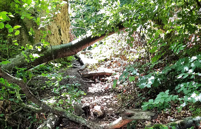 Waldweg mit umgestürzten Baumstämmen und dichtem Laub im Sonnenlicht.