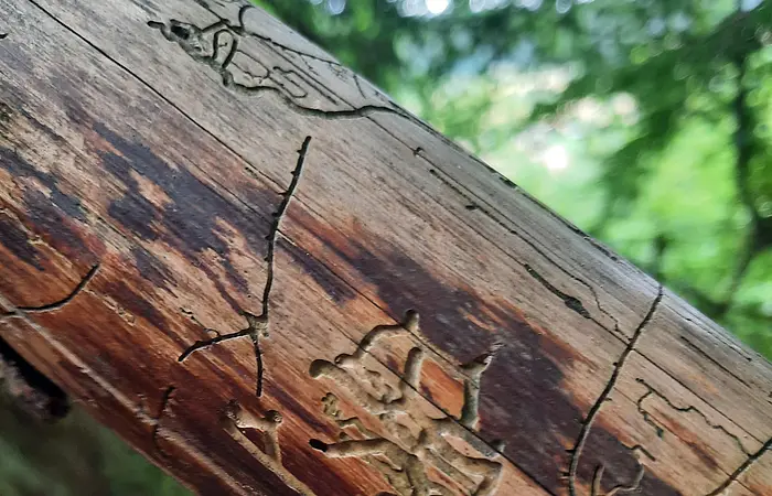 Nahaufnahme eines Holzstamms mit Fraßspuren von Insekten, unscharfer Waldhintergrund