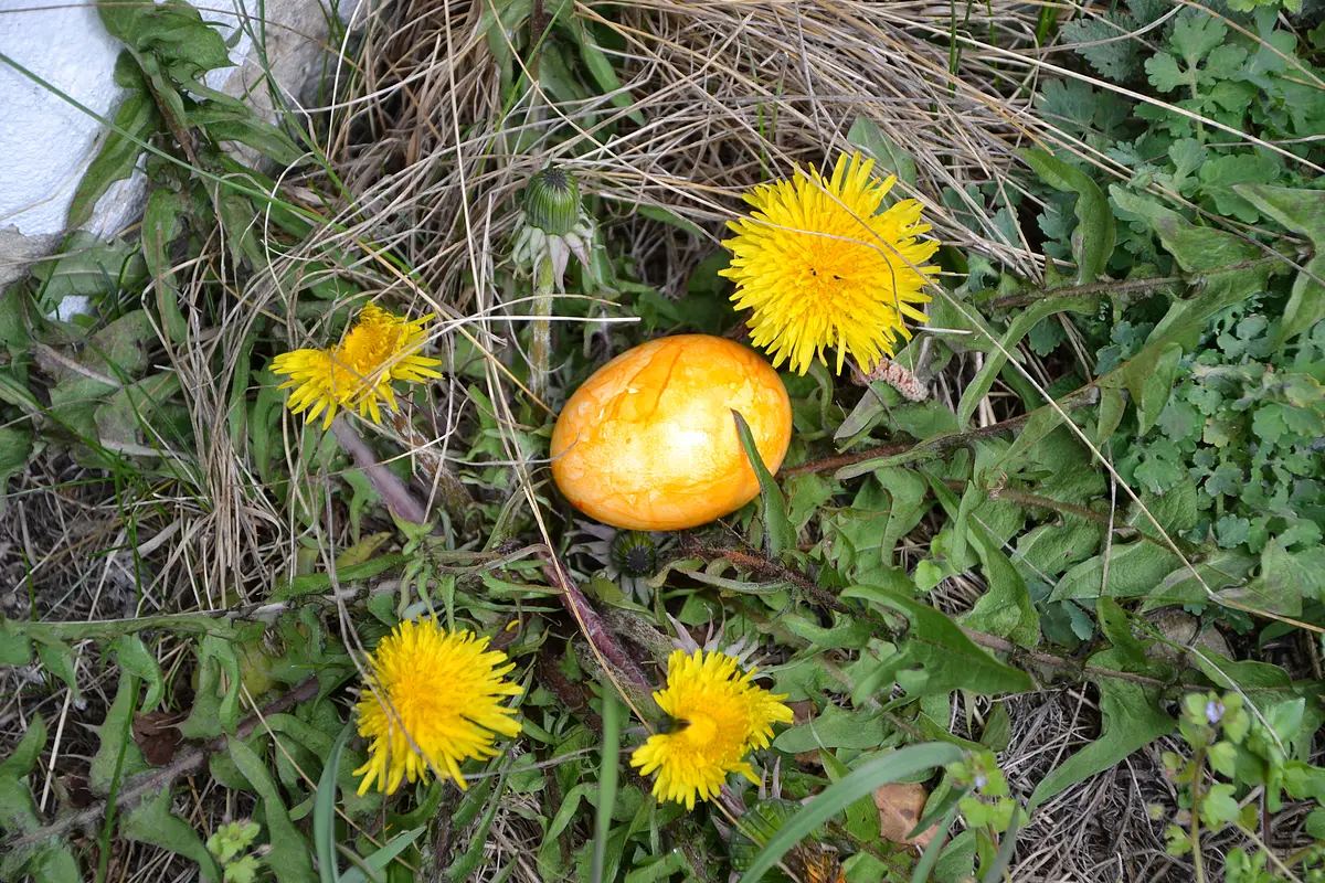 Osterei gelbes Osterei zwischen Löwenzahnblüten