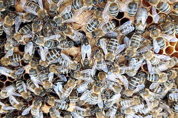 "Bienenparadies" am Lehrbienenstand Monheim