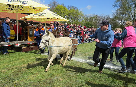 Neumarkter Frühlingsfest - Eselrennen