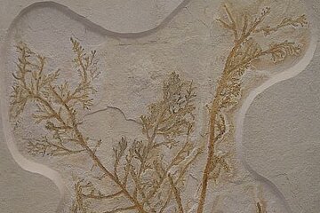 Versteinerte Pflanze aus der Jurazeit; Fundort: Fossiliensteinbruch Mörnsheim/Mühlheim