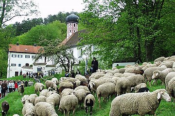 Eine Schafherde vor der Altendorfer Kriche
